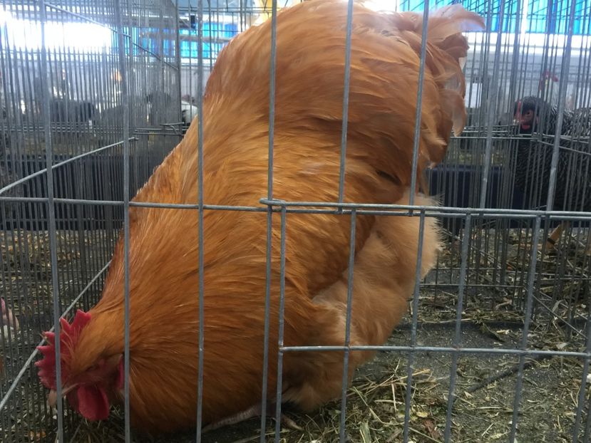  - Cluj Napoca 13 Ianuarie 2017