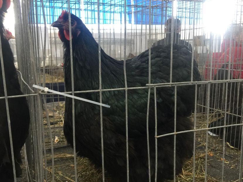  - Cluj Napoca 13 Ianuarie 2017