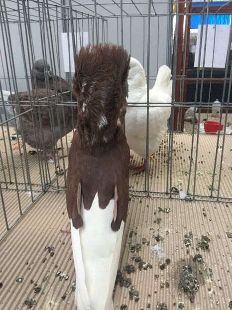  - Cluj Napoca 13 Ianuarie 2017