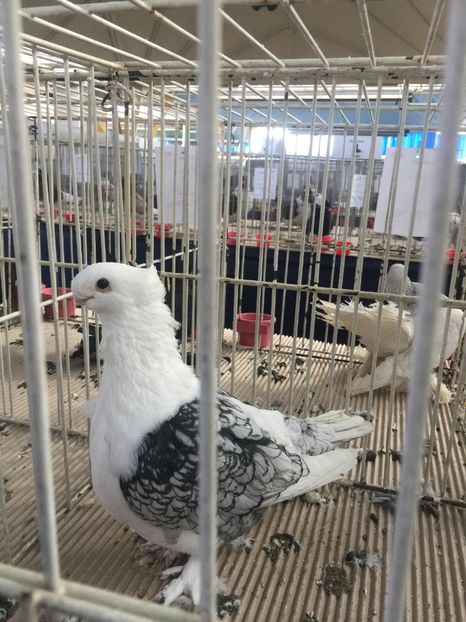  - Cluj Napoca 13 Ianuarie 2017