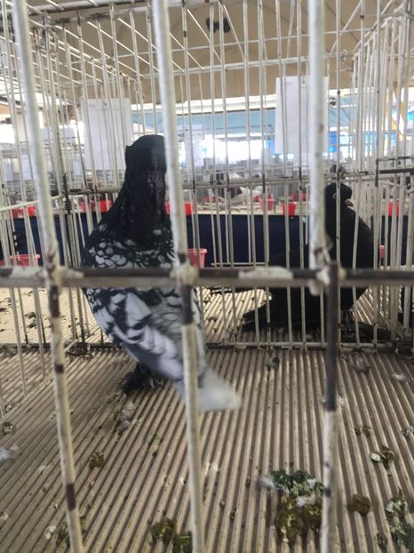  - Cluj Napoca 13 Ianuarie 2017