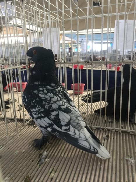  - Cluj Napoca 13 Ianuarie 2017