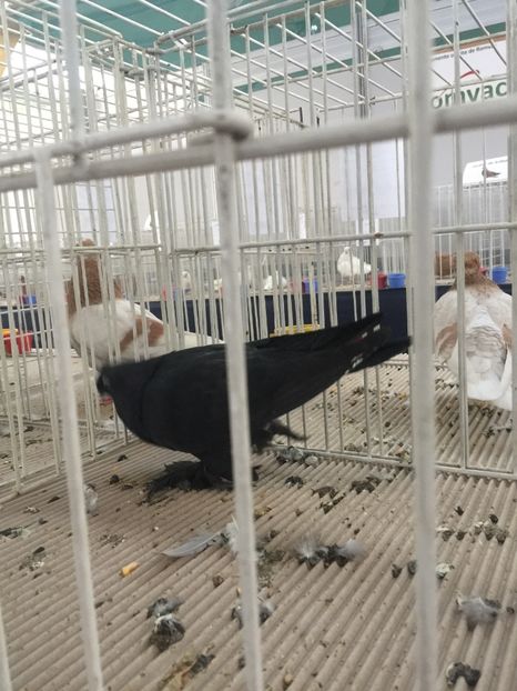  - Cluj Napoca 13 Ianuarie 2017