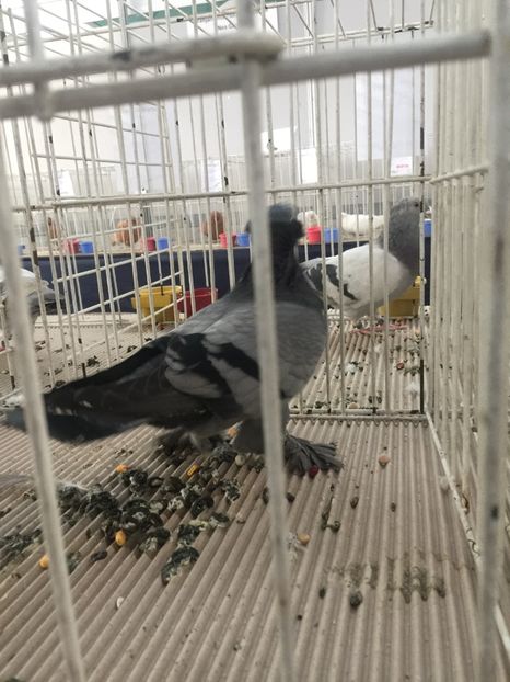  - Cluj Napoca 13 Ianuarie 2017