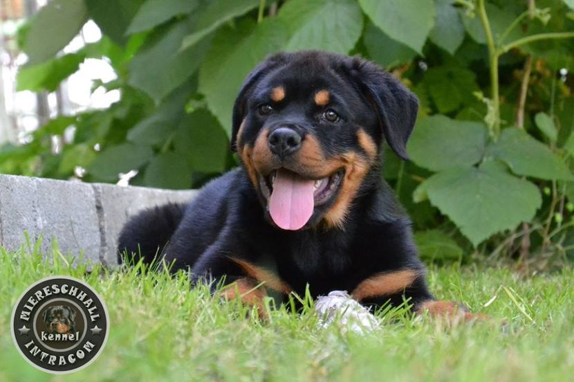 Bora_Miereschhall_Intracom_01_orig