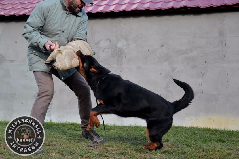 Bora_Miereschhall_Intracom_06_orig