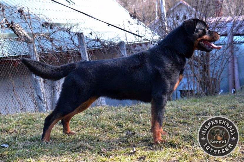 Bora_Miereschhall_Intracom_08_orig