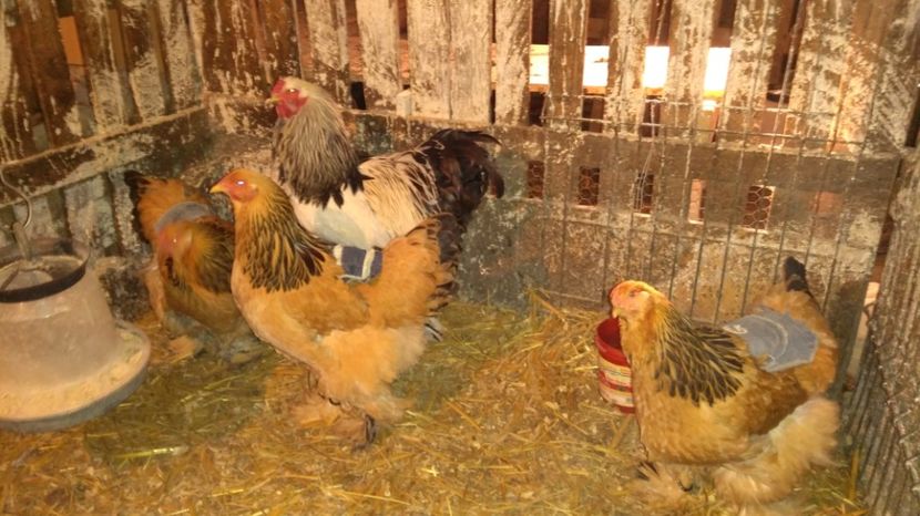 Familia 4; Cocoș provenit din cocos Herminat deschis și găină Columbia galben-negru
