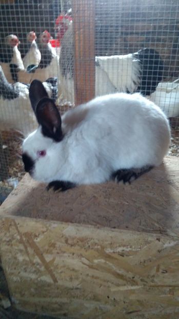 Femel%u0103 pentru 2017