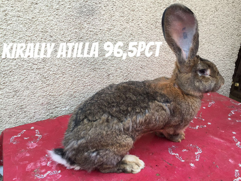 H15 R608(F12) Kirally Attila H15 R608(F12) Kirally Attila