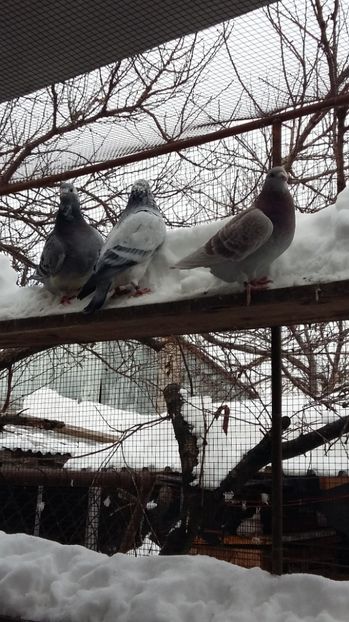  - 1 AAAB PORUMBEI STANDARD 2017