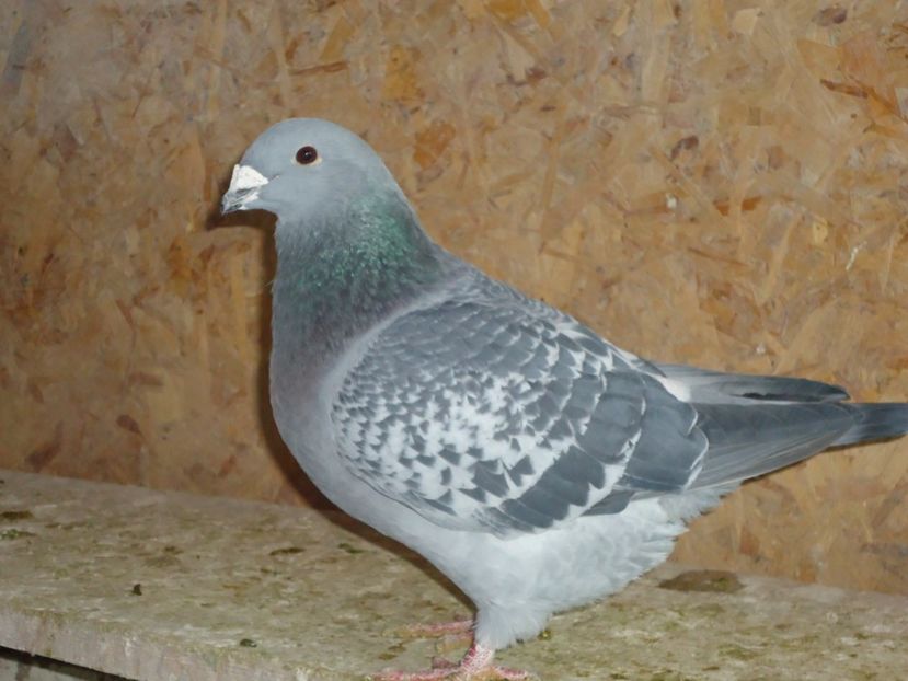 m016