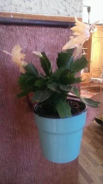 schlumb.1 - SCHLUMBERGERA