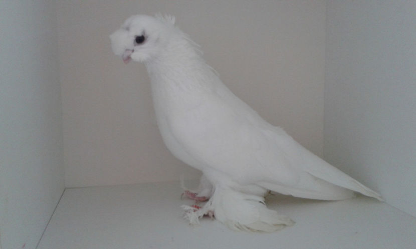 mustaciosu ... - Achizitie uzbeci 2017