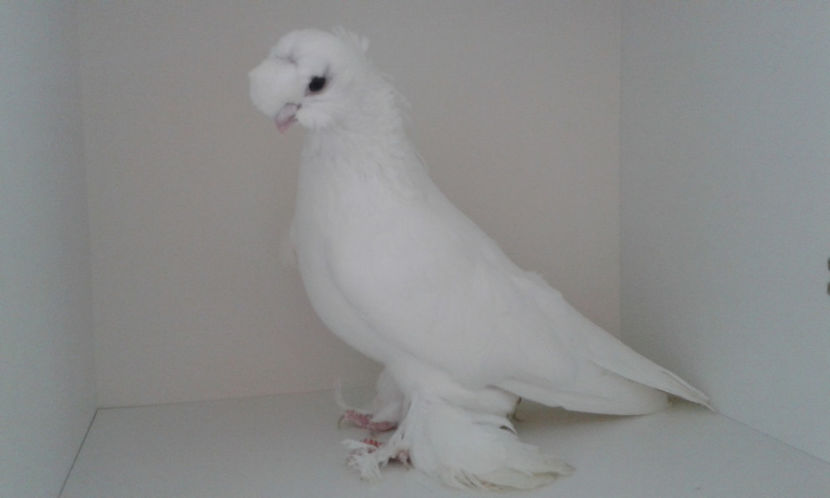  - Achizitie uzbeci 2017