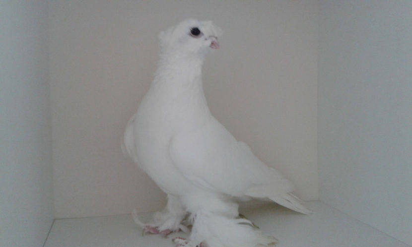  - Achizitie uzbeci 2017