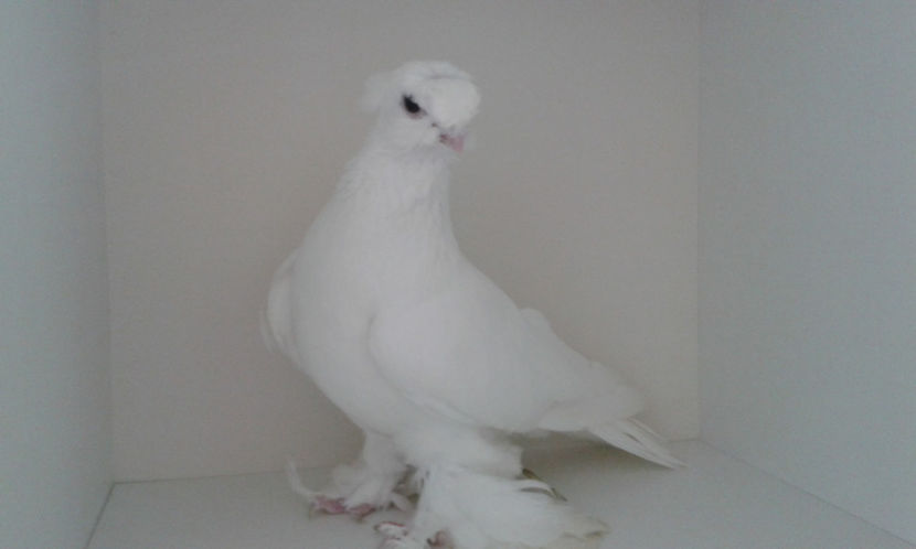  - Achizitie uzbeci 2017