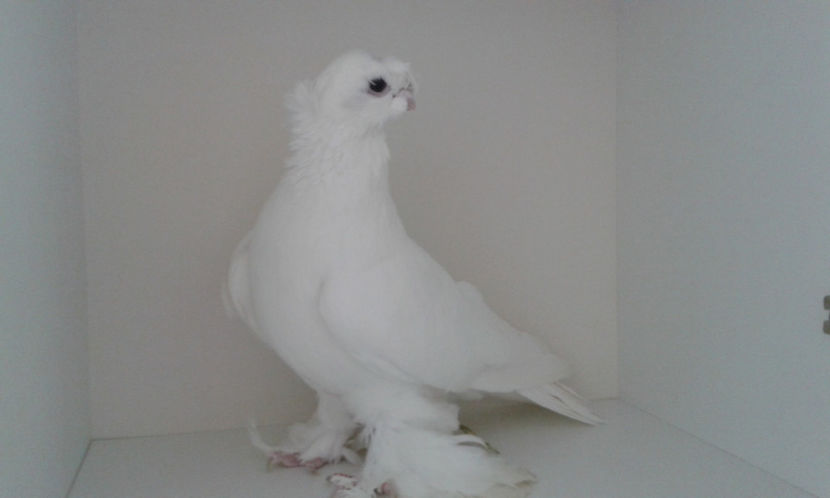  - Achizitie uzbeci 2017