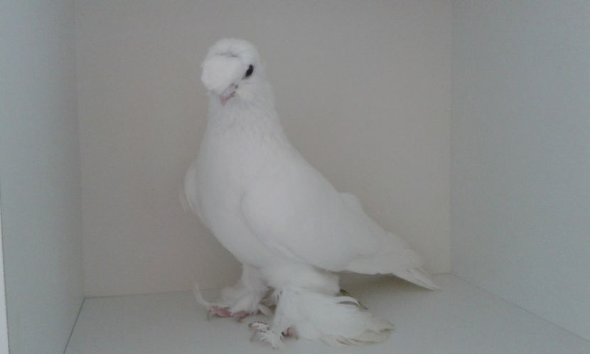  - Achizitie uzbeci 2017