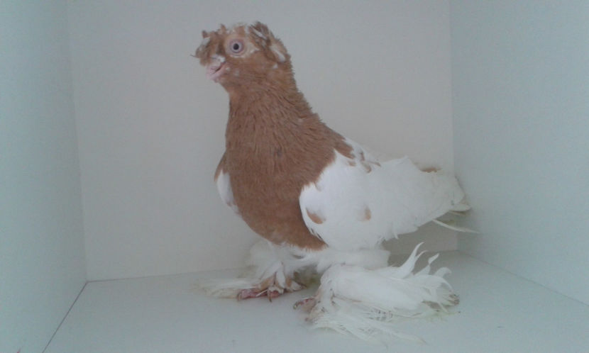  - Achizitie uzbeci 2017