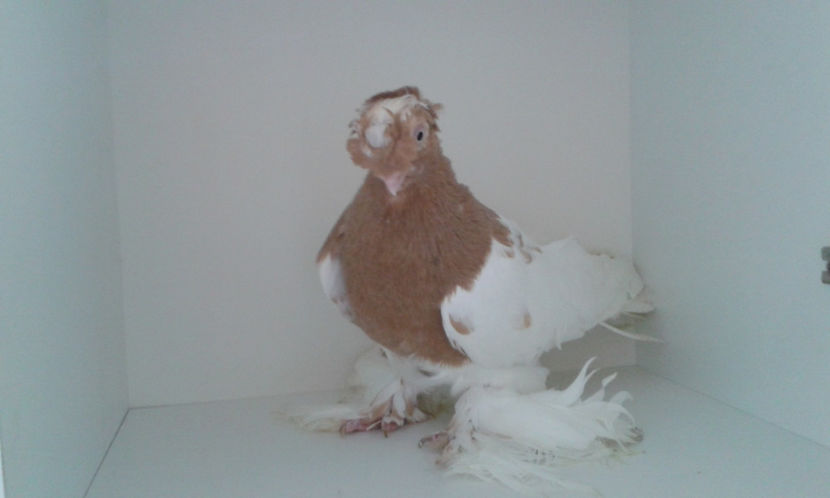  - Achizitie uzbeci 2017