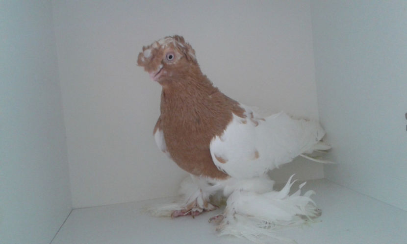  - Achizitie uzbeci 2017