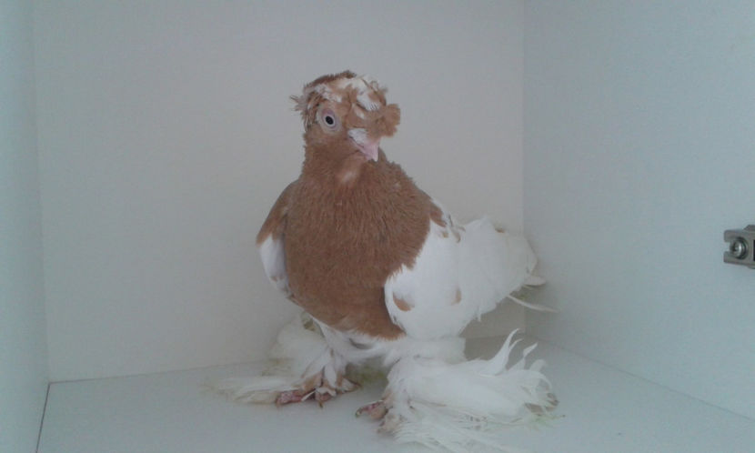  - Achizitie uzbeci 2017