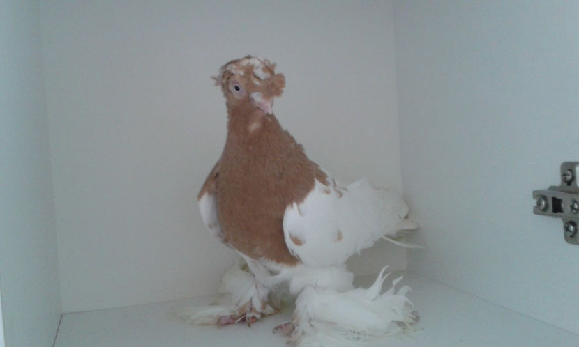  - Achizitie uzbeci 2017