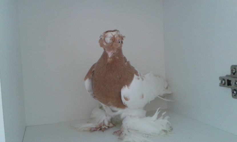  - Achizitie uzbeci 2017