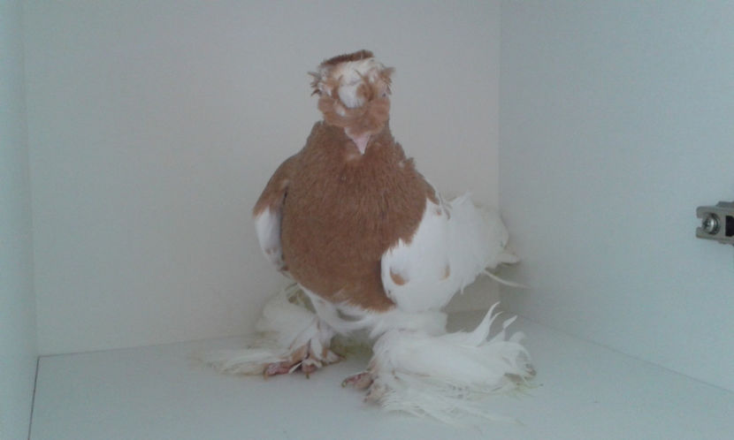  - Achizitie uzbeci 2017