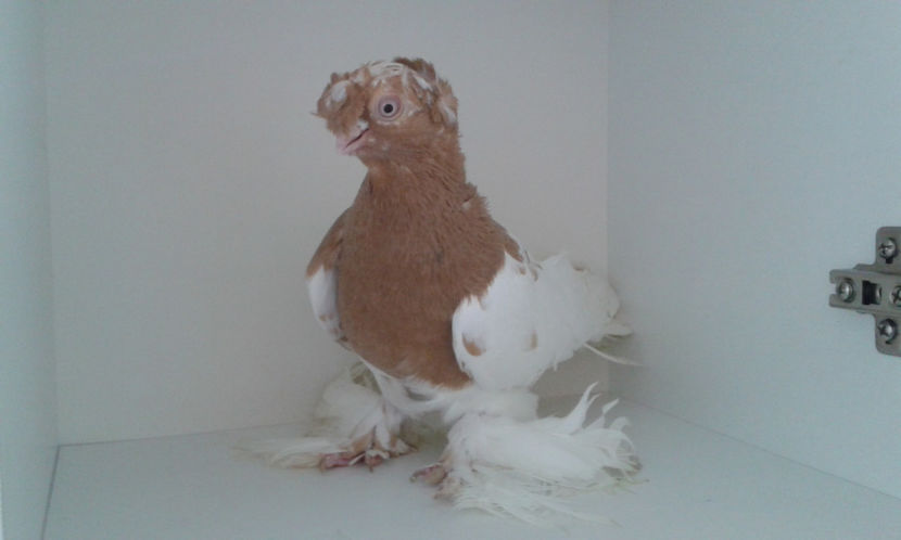  - Achizitie uzbeci 2017