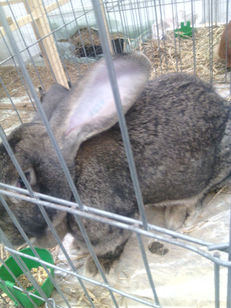  - Expo Fauna Mehedinteana 2017