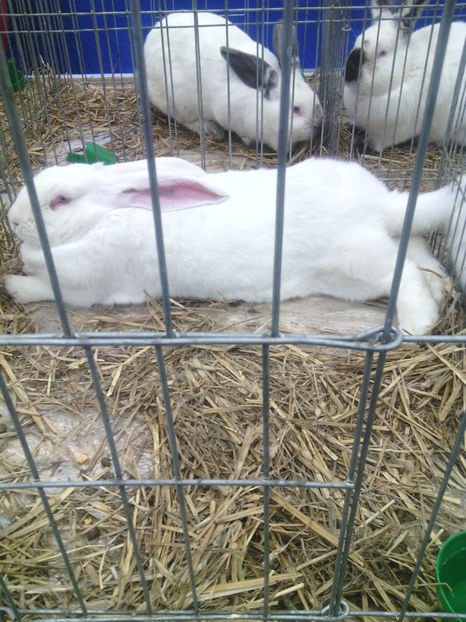  - Expo Fauna Mehedinteana 2017