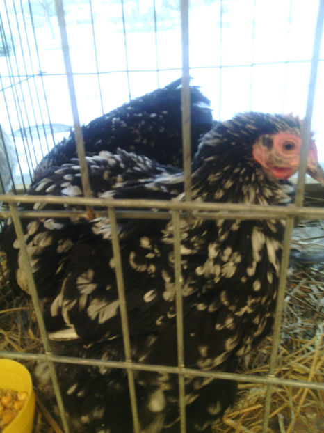  - Expo Fauna Mehedinteana 2017