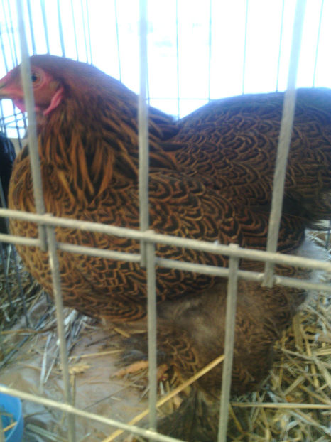  - Expo Fauna Mehedinteana 2017