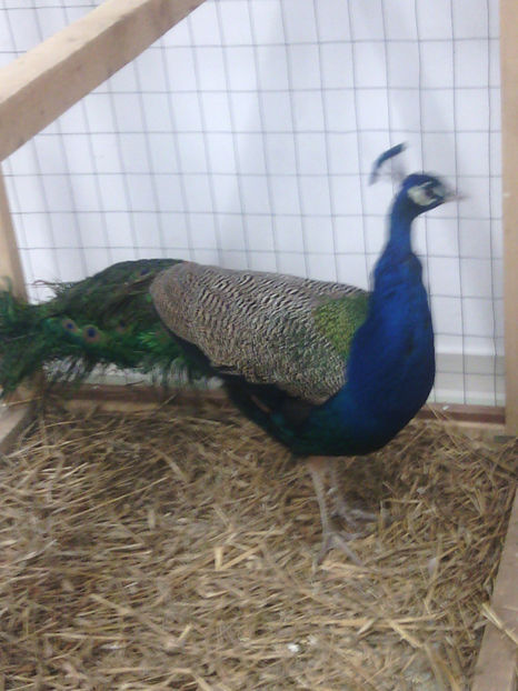  - Expo Fauna Mehedinteana 2017