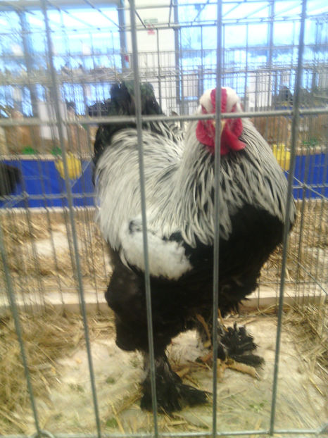  - Expo Fauna Mehedinteana 2017