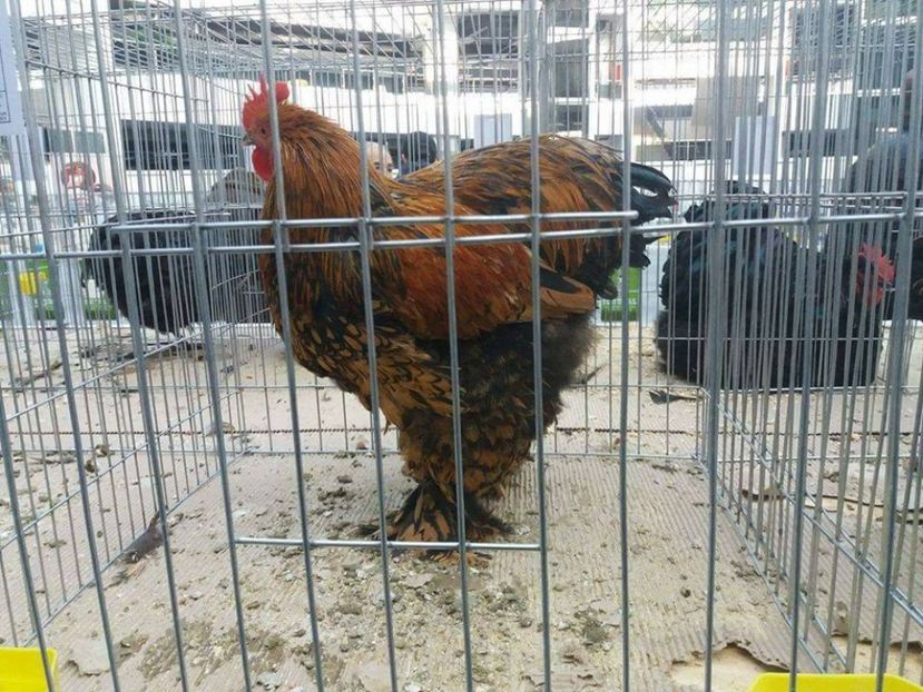 15780655_1883049761928820_4639656788808863093_n