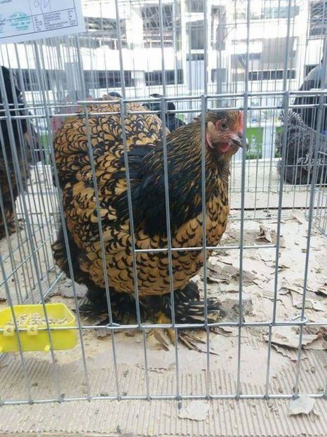 15822910_1883049735262156_525271178811215609_n