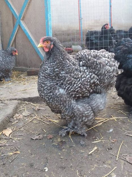 15940388_1889585607941902_2248980808792863436_n