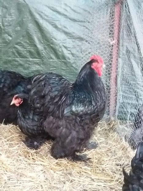 15940620_1891224031111393_7610477414514114391_n