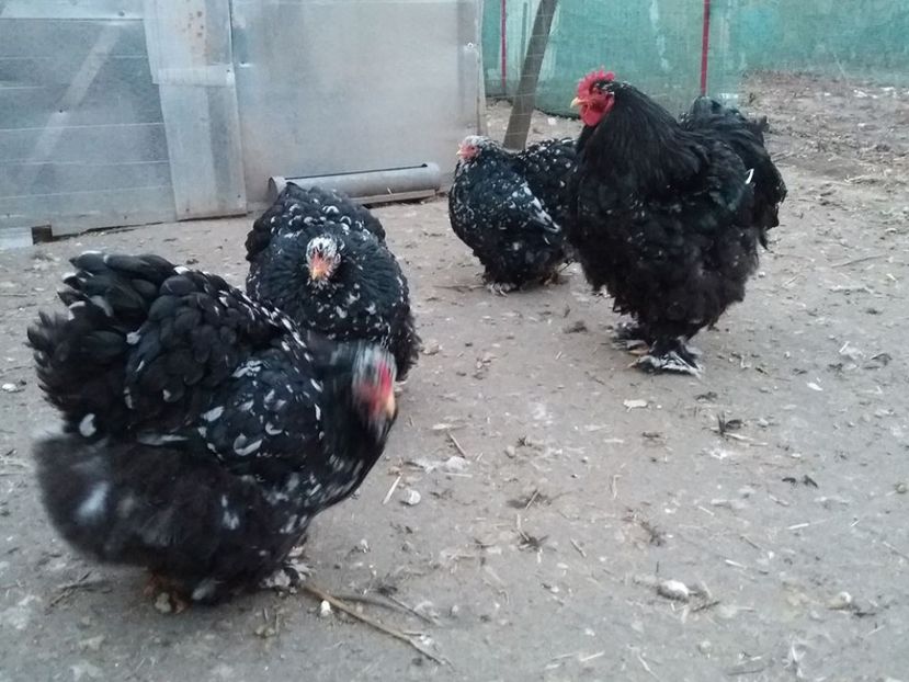 15940674_1887942474772882_3175884494366782967_n