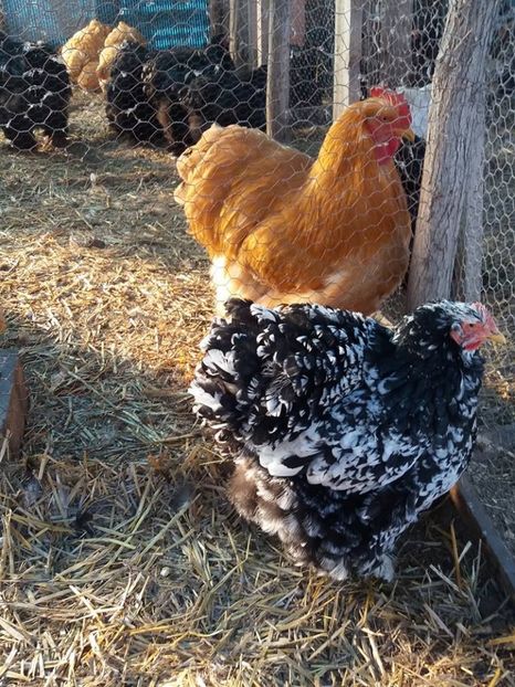 15941469_1891194307781032_2016349086725542850_n