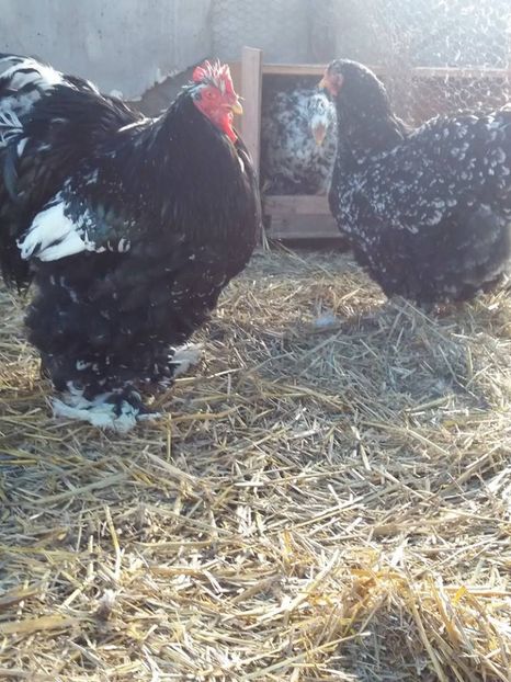 15965591_1891194334447696_1062152759576406225_n