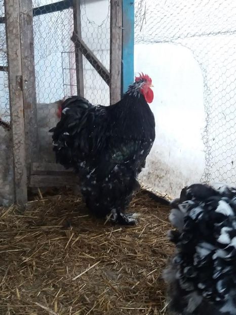 15965737_1891223861111410_2002237112362642133_n