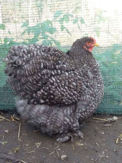 15965965_1889585567941906_6051779049837642660_n