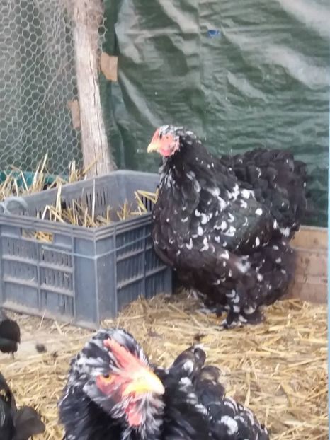 15966169_1891194261114370_2710481814980493761_n