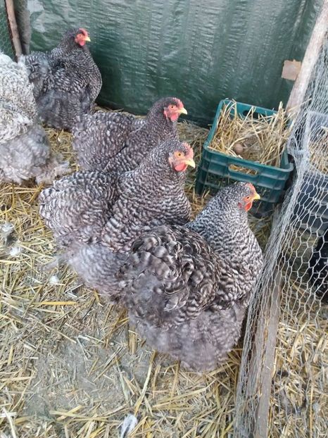 15966242_1891193997781063_6502116464251138755_n