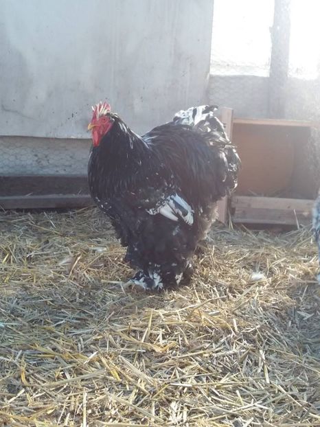 15977327_1891193874447742_6568521217273901377_n