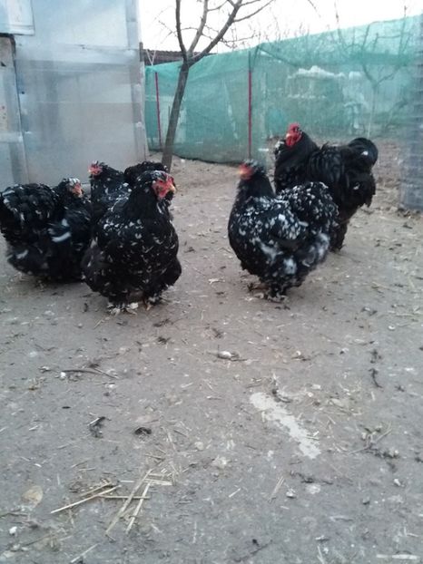 15977454_1887942641439532_1788864339776338699_n